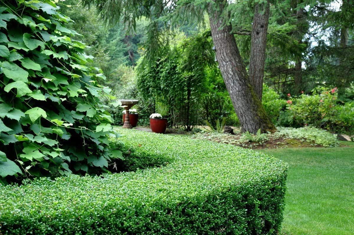 Dwarf Yaupon Holly | Ilex Schilling Stokes Vomitoria | 20 Live Plants | Drought Tolerant Low Maintenance Evergreen Hedge