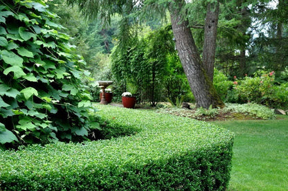 Dwarf Yaupon Holly | Ilex Schilling Stokes Vomitoria | 30 Live Plants | Drought Tolerant Low Maintenance Evergreen Hedge