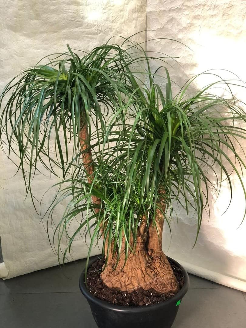 Seeds Ponytail (Bottle Palm) Palmilla Nolina Indoor Perennial Tree