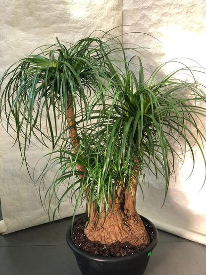 Seeds Ponytail (Bottle Palm) Palmilla Nolina Indoor Perennial Tree