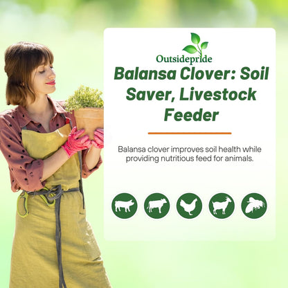 Outsidepride Fixation Balansa Clover Seeds for Lawn - 10 lbs. Coated & Inoculated, Cold Season, Drought Tolerant Cover Crop Seeds, Ideal for Erosion Control, Pasture, & Pollinator-Friendly Garden