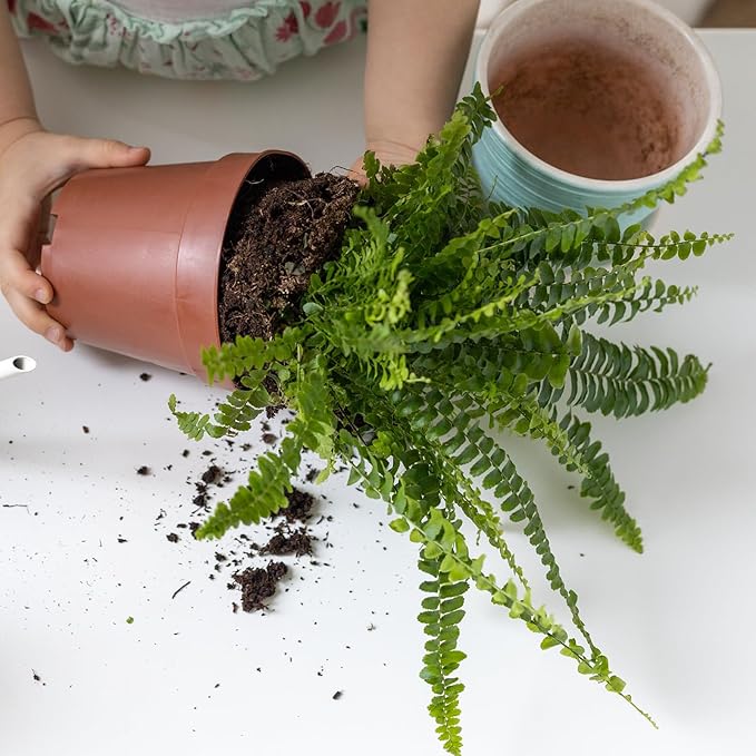 Potting Soil Mix for Fern 2qt, Custom Hand Blended Mixture Suitable for Indoor/Outdoor Potted Fern Plant
