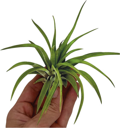ragnaroc Air Plants - Tillandsia Brachycaulos Abdita, Large 4-6" - 2 ct - Live Arrival Guaranteed - House Plants for Home Decor & Gift