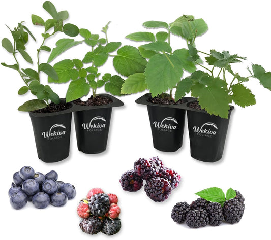 Berry Variety Pack - 4 Live Starter Plants - A Selection of Blueberry, BlackBerry, and Raspberry Varieties for Your Edible Garden