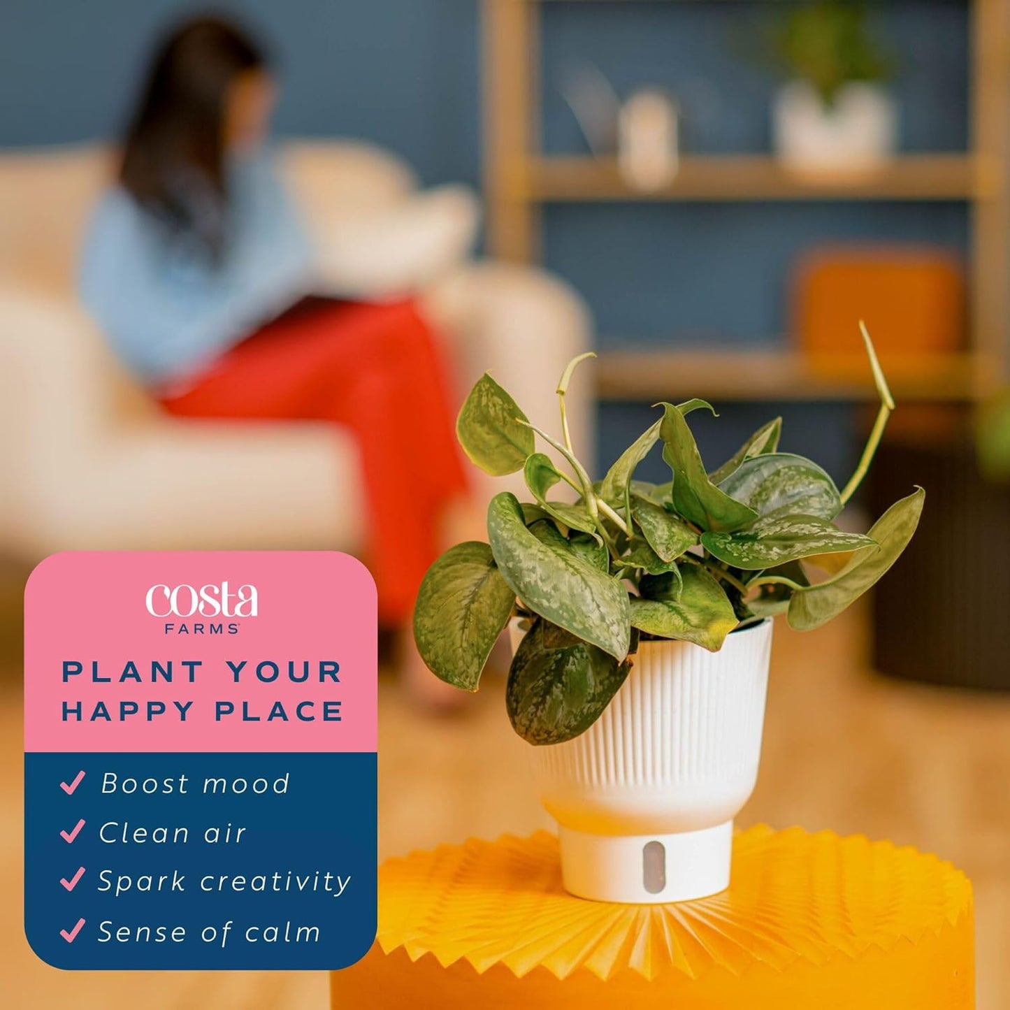 Costa Farms Scindapsus Mount Salak Live Plant in Self Watering Pot, Indoor Houseplant, Perfect for Home, Room, or Office Decor, Great House Warming or Birthday Gift, 12-14 Inches Tall