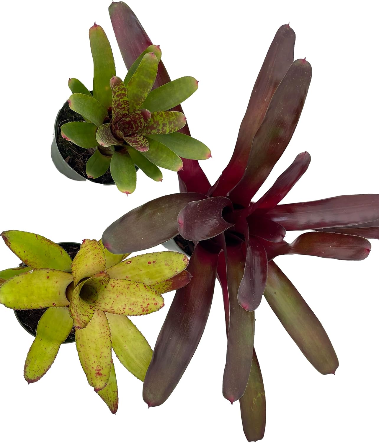 Neoregelia Vase Plant Collection - Bromeliad - 3 Plants in 4" Pots