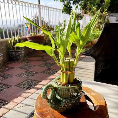 6-Stalk of 4" Small Lucky Bamboo Live Indoor Plant with Ceramic Vase, Live Indoor Lucky Bamboo for Home, Office and Gift (Swan)