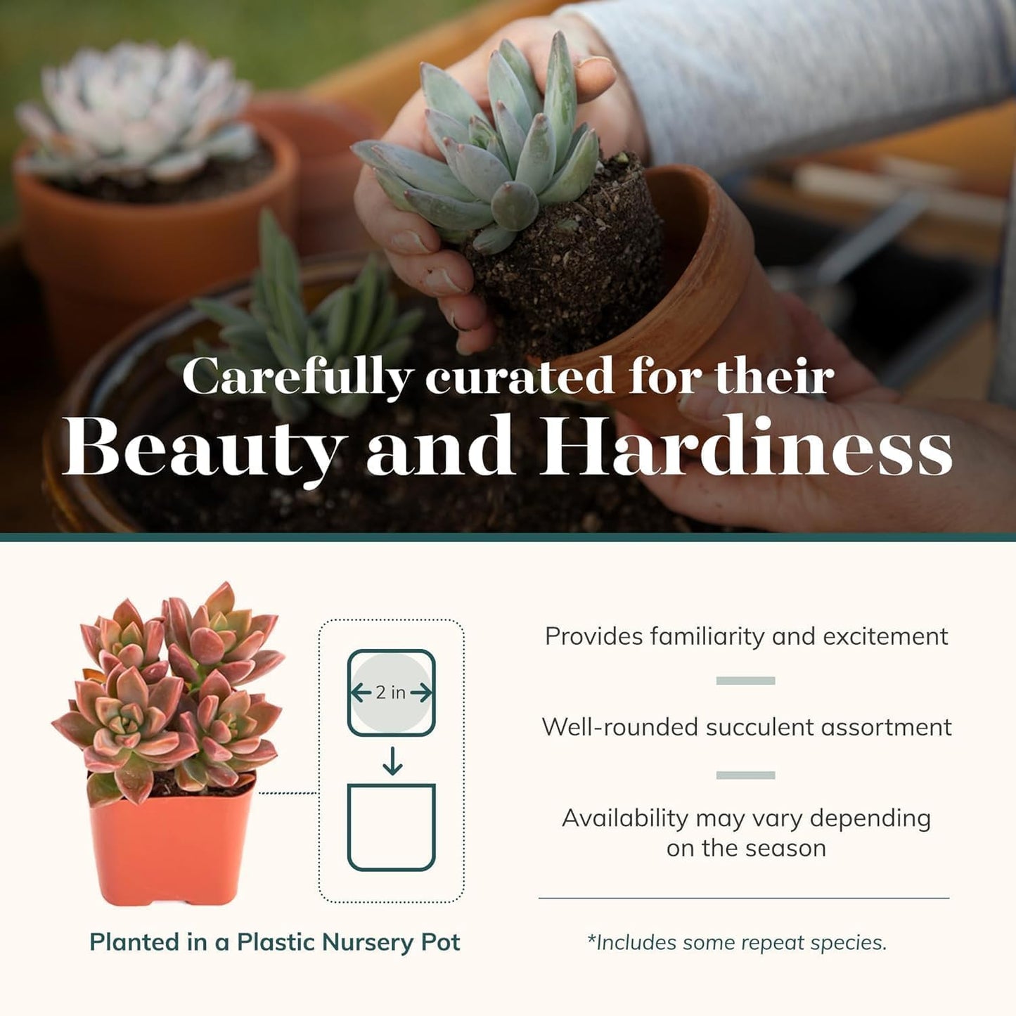Shop Succulents Endless Summer Succulent Pack Collection - Live Mini Succulent Plants, Low Maintenance, Colors & Textures - Wedding and Party Favors, Gift & Garden, Pack of 256