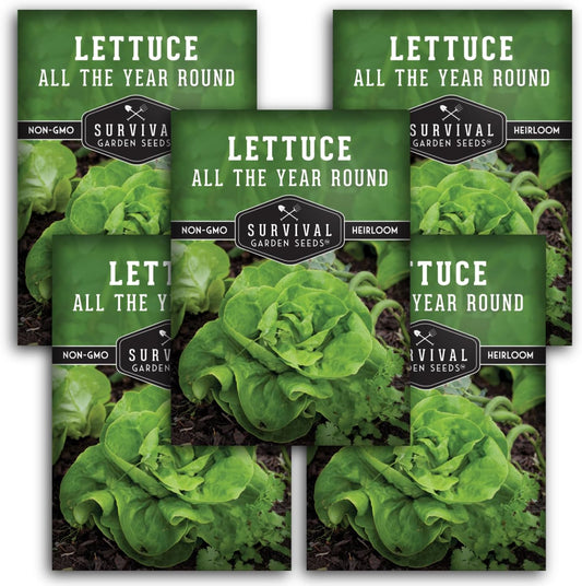 All The Year Round Lettuce Seed for Planting - 5 Packets with Instructions to Plant & Grow Adaptable Salad Greens in Your Home Vegetable Garden - Non-GMO Heirloom Variety - Survival Garden Seeds