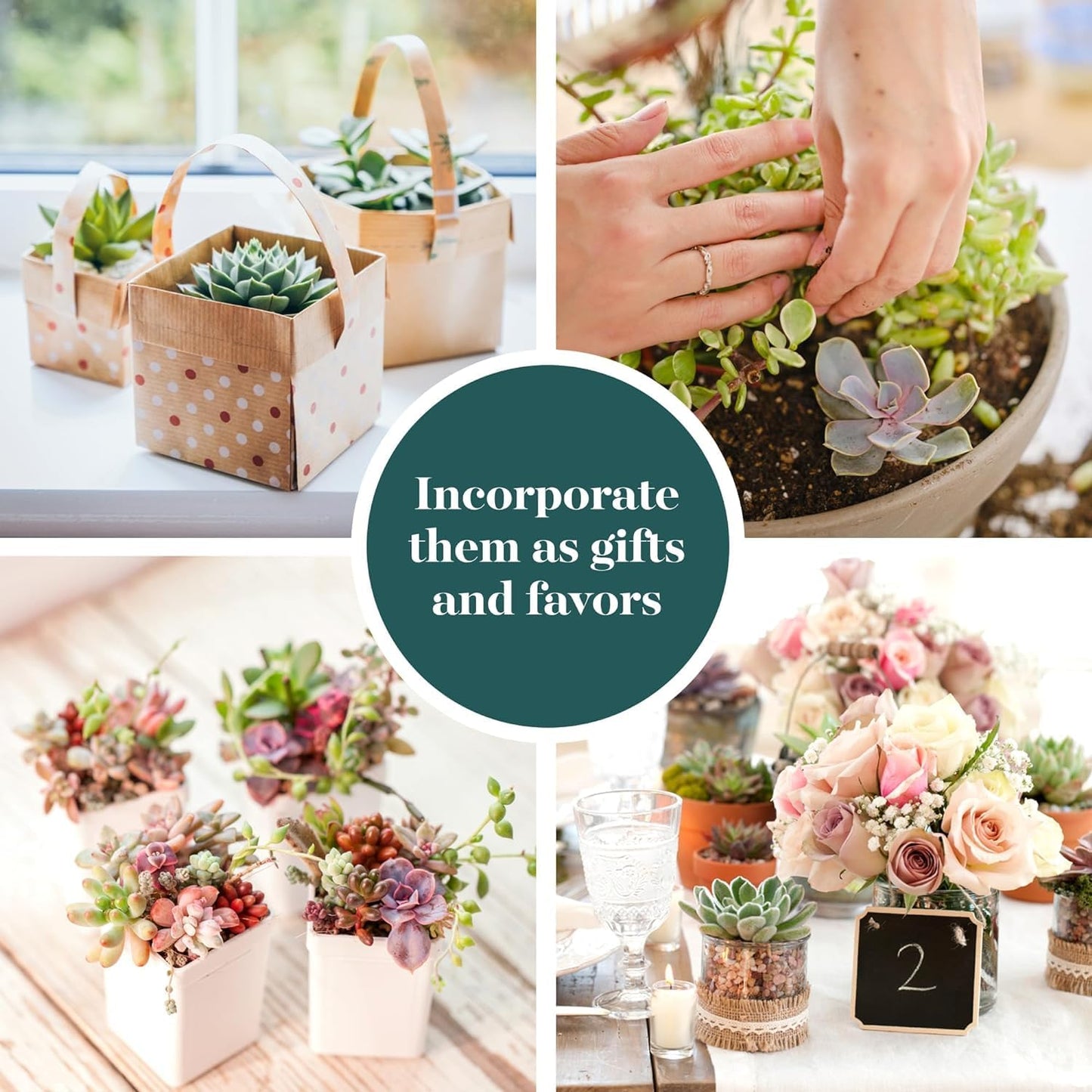 Shop Succulents Pastel Succulent Plant Pack Bulk Collection - Live Mini Succulent Plants, Low Maintenance, Bright & Serene Colors & Textures - Wedding and Party Favors, Gift & Garden, Pack of 140