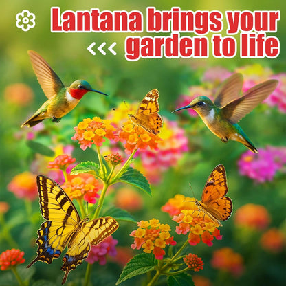 900+ Lantana Flower Seeds – Mixed Colors | Heat & Drought-Tolerant, Easy to Grow | Attracts Butterflies & Hummingbirds | Great for Gardens, Balconies, Planters