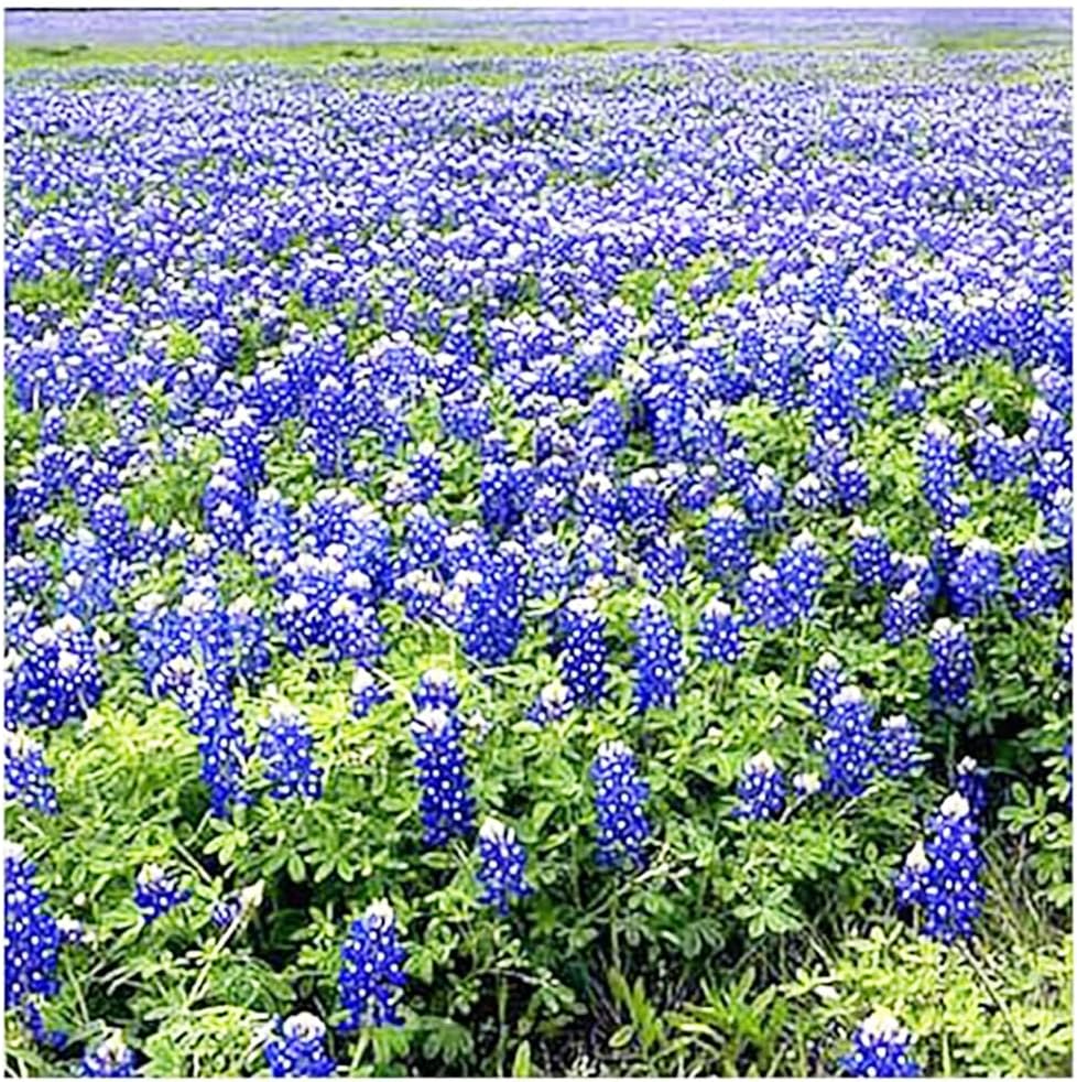 Texas & Oklahoma Wildflower Seeds Mix - Native Annuals, Perennials and Texas Bluebonnets. Non GMO Seeds.