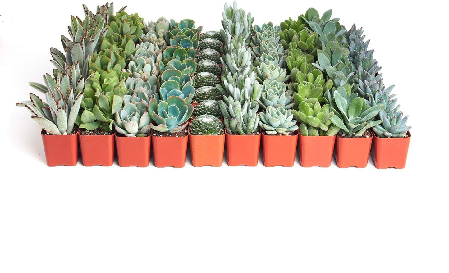 Shop Succulents Blue & Green Succulent Plant Pack Bulk Collection - Live Mini Succulent Plants, Low Maintenance, Mixture of Textures - Wedding and Party Favors, Gift & Garden, Pack of 40