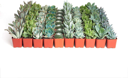 Shop Succulents Blue & Green Succulent Plant Pack Bulk Collection - Live Mini Succulent Plants, Low Maintenance, Mixture of Textures - Wedding and Party Favors, Gift & Garden, Pack of 64