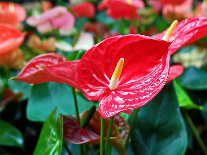 Anthurium Potting Soil - Support The Resilience and Growth of Your Plants - 5 QUARTS