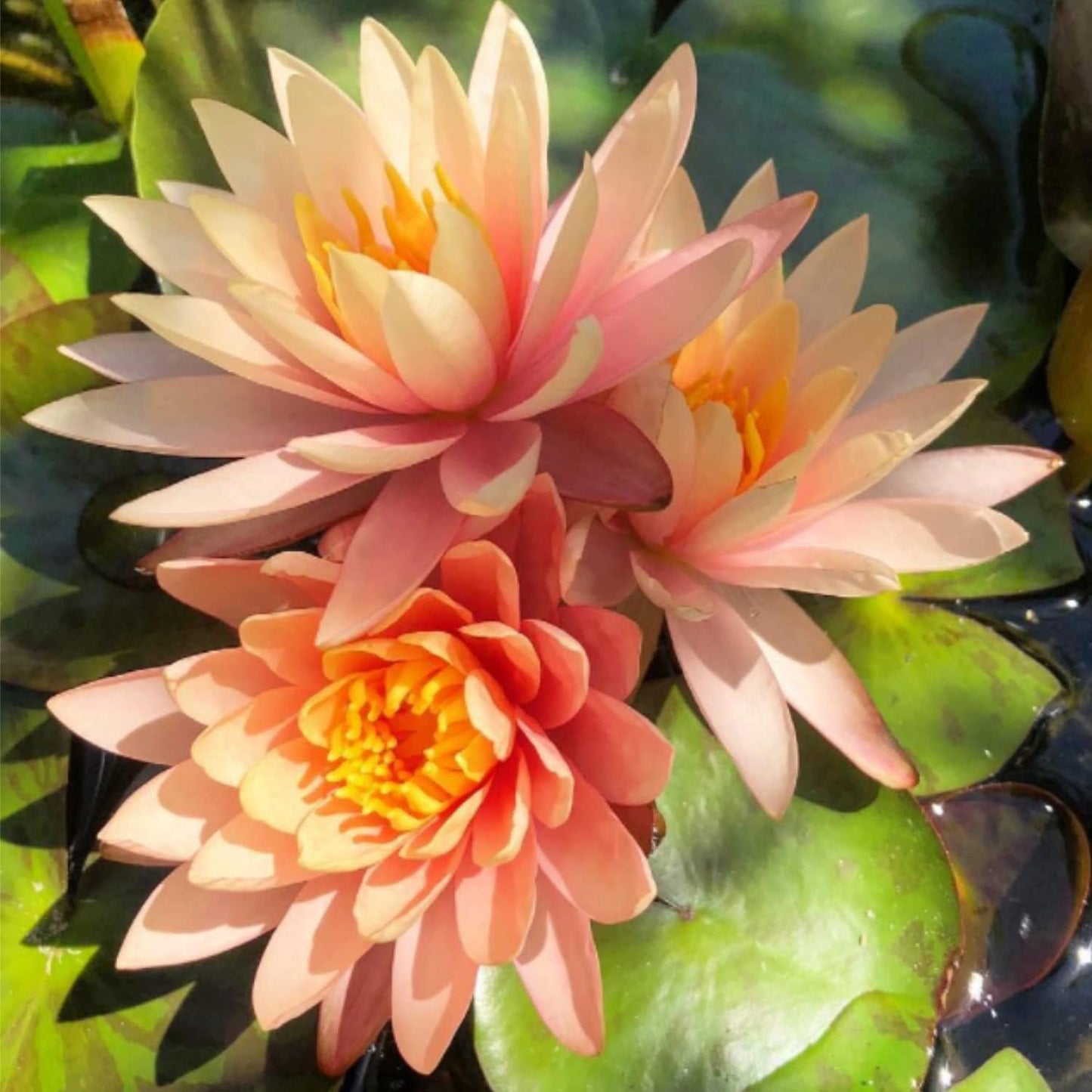 Mainam Orange Nymphaea Colorado Live Aquarium Plant Hardy Water Lilies Tuber for Freshwater Fish Pond Balcony
