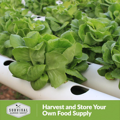 All The Year Round Lettuce Seed for Planting - 5 Packets with Instructions to Plant & Grow Adaptable Salad Greens in Your Home Vegetable Garden - Non-GMO Heirloom Variety - Survival Garden Seeds