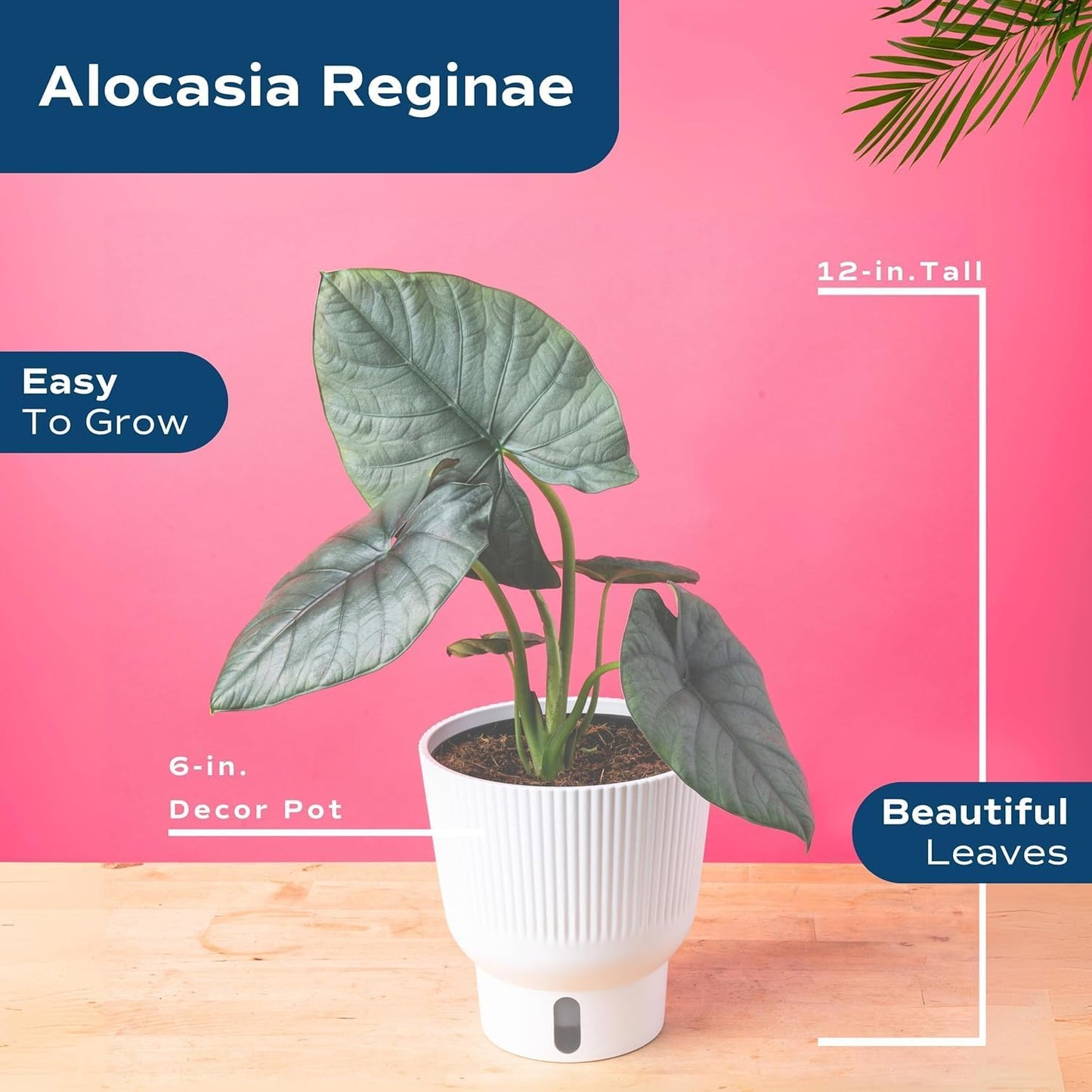 Costa Farms Alocasia Regina Live Plant in Self Watering Pot, Indoor Houseplant, Perfect for Home, Room, or Office Decor, Great House Warming or Birthday Gift, 12-18 Inches Tall