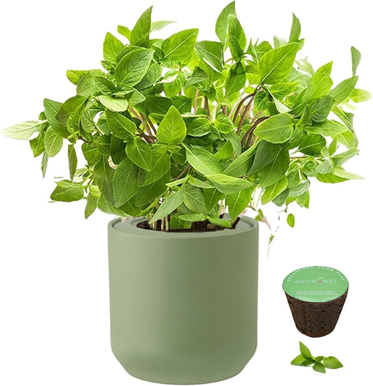 Hydroponic Herb Growing Kit, Self-Watering Kitchen Herb Garden Starter Kit with Green Ceramic Pot and Seeds (Thai Basil)