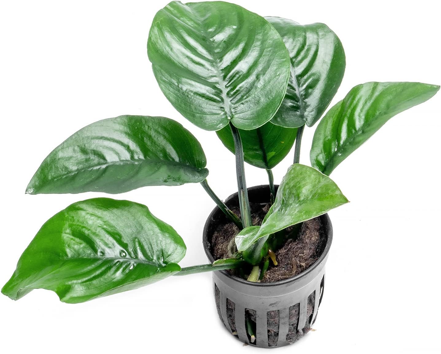 SubstrateSource Anubias Live Aquarium Plants - Potted Freshwater Plant for Fish Tanks, Terrariums - Beginner Friendly Low Light (Barteri Butterfly, 3 Pots)