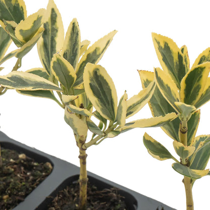 12 Silver King Euonymus, Live Plants – Euonymus Japonica – Hardy Variegated Evergreen Shrub in 2.5” Nursery Cubes – Low-Maintenance & Highly Adaptable for Landscaping