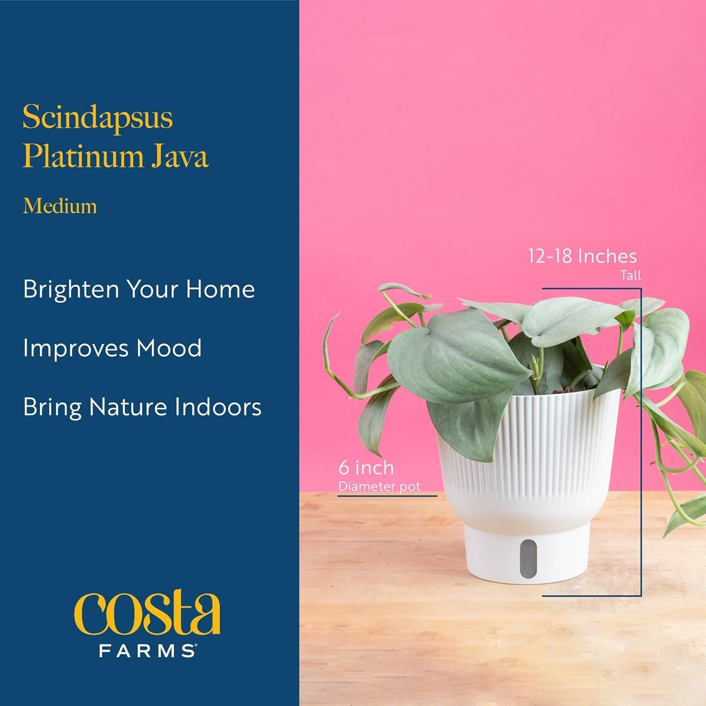 Costa Farms Scindapsus Platinum Java Live Plant in Self Watering Pot, Indoor Houseplant, Perfect for Home, Room, or Office Decor, Great House Warming or Birthday Gift, 9-12 Inches Tall
