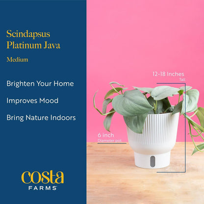 Costa Farms Scindapsus Platinum Java Live Plant in Self Watering Pot, Indoor Houseplant, Perfect for Home, Room, or Office Decor, Great House Warming or Birthday Gift, 9-12 Inches Tall