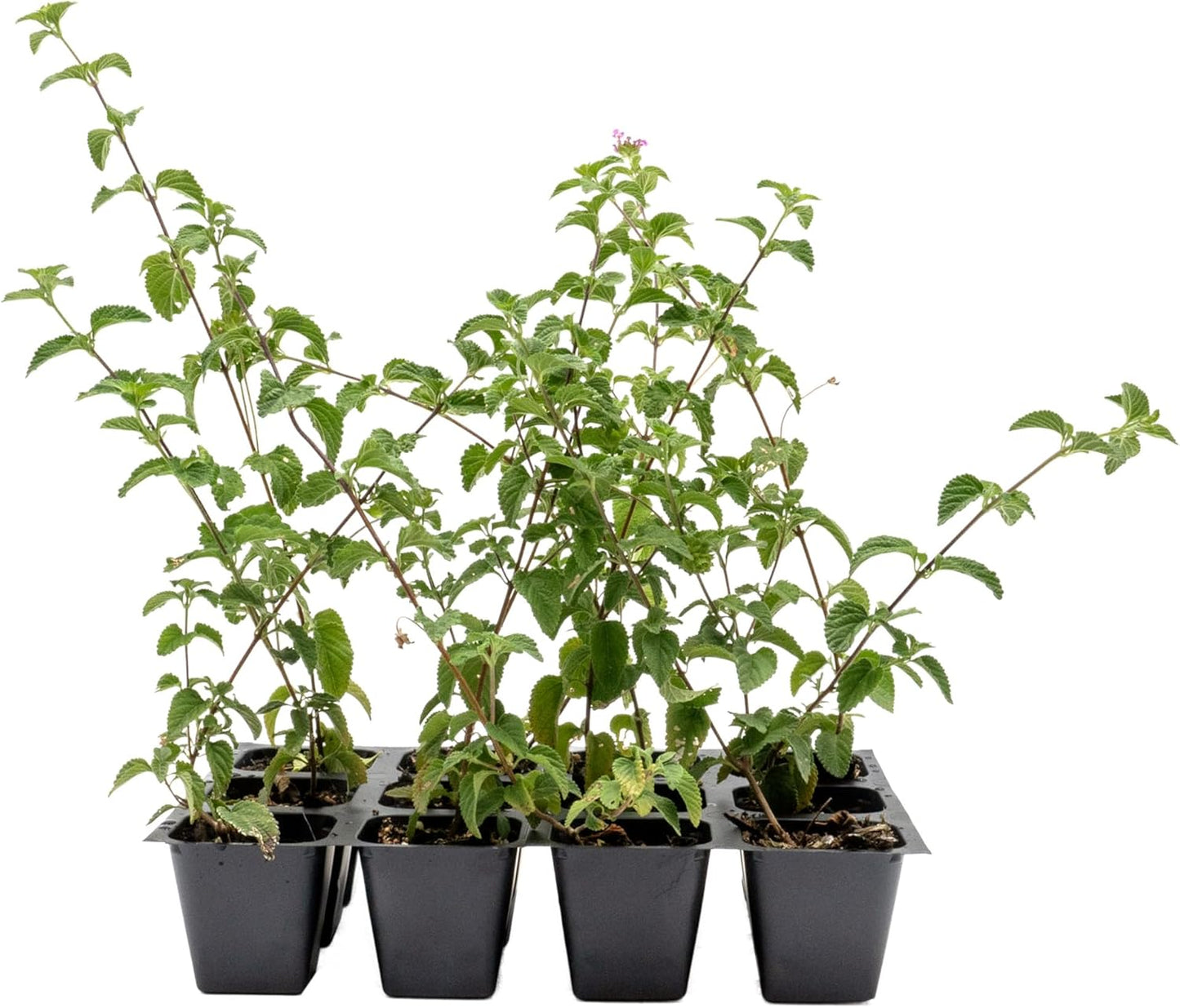 12 Lavender Lantana in 2.5” Nursery Cubes (Lantana montevidensis) | Evergreen Shrub for Hanging Baskets, Containers & Sunny Landscapes | Ready-to-Plant Live Starter Plants