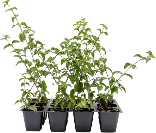 12 Lavender Lantana in 2.5” Nursery Cubes (Lantana montevidensis) | Evergreen Shrub for Hanging Baskets, Containers & Sunny Landscapes | Ready-to-Plant Live Starter Plants