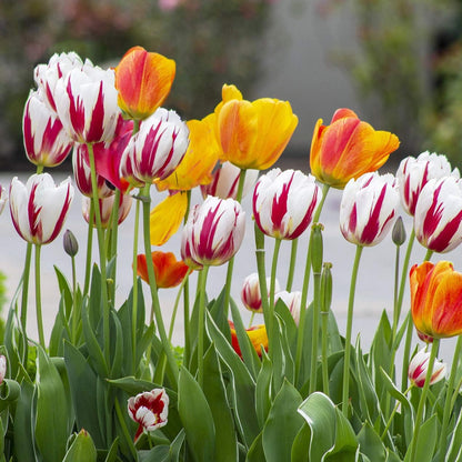 Mixed Sorbet Tulips – 8 Bulbs | Pink, Red & White Perennial Flowers - Spring Blooming | Easy-to-Grow Rembrandt Tulips for Rock Gardens, Borders & Containers – Zones 3–8 | Butterfly & Bee Attracting