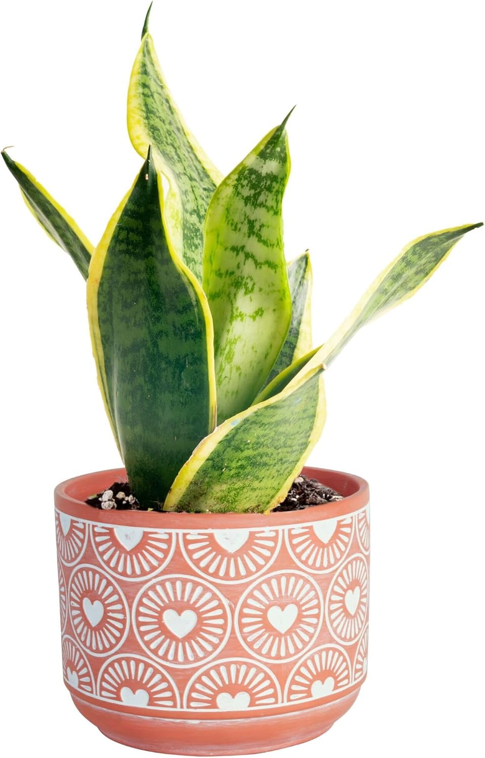 Costa Farms Snake Plant, Small Live Plant in Decorative Pot, Easy to Maintain, Air Purifying Succulent Indoor Houseplant, Assorted Variety, Home, Room, or Office Décor, 8-12 Inches Tall