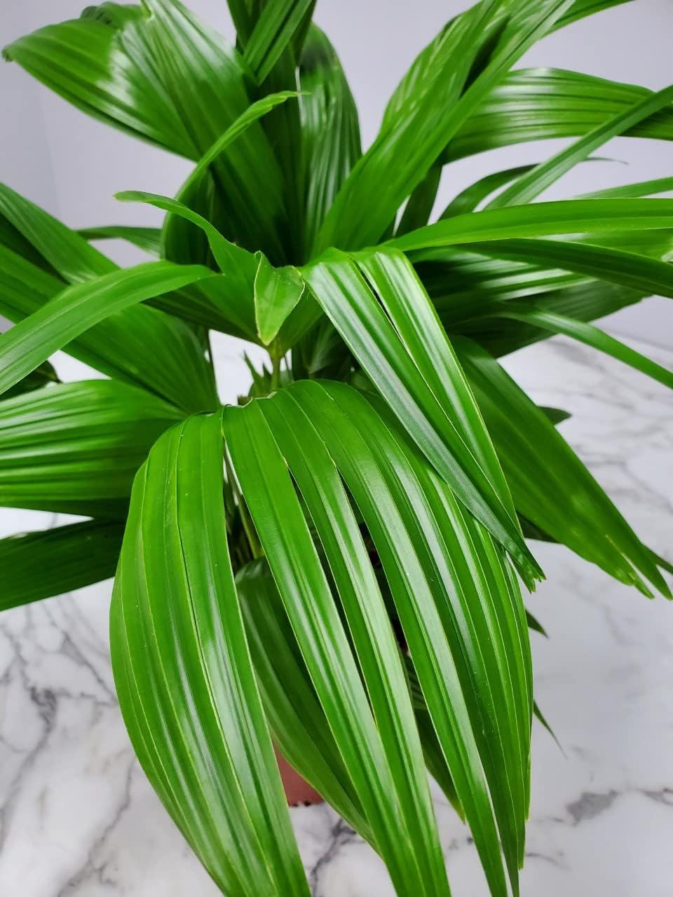 Fountain Palm Tree - Fan Palm - Overall Height 30" to 32" - Large Plant - Houseplant - Tropical Plants of Florida (Plant Only)…