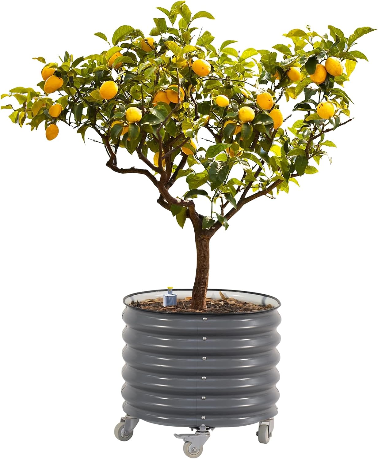 Rolling Metal Citrus Tree Planter, Self-Watering Round Planter Box for Porch Patio & Backyard, Raised Garden Bed with Wheels for Growing Trees Tomatoes Vegetables and Flowers, Single Pack-Modern Gray