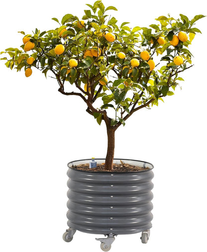 Rolling Metal Citrus Tree Planter, Self-Watering Round Planter Box for Porch Patio & Backyard, Raised Garden Bed with Wheels for Growing Trees Tomatoes Vegetables and Flowers, Single Pack-Modern Gray