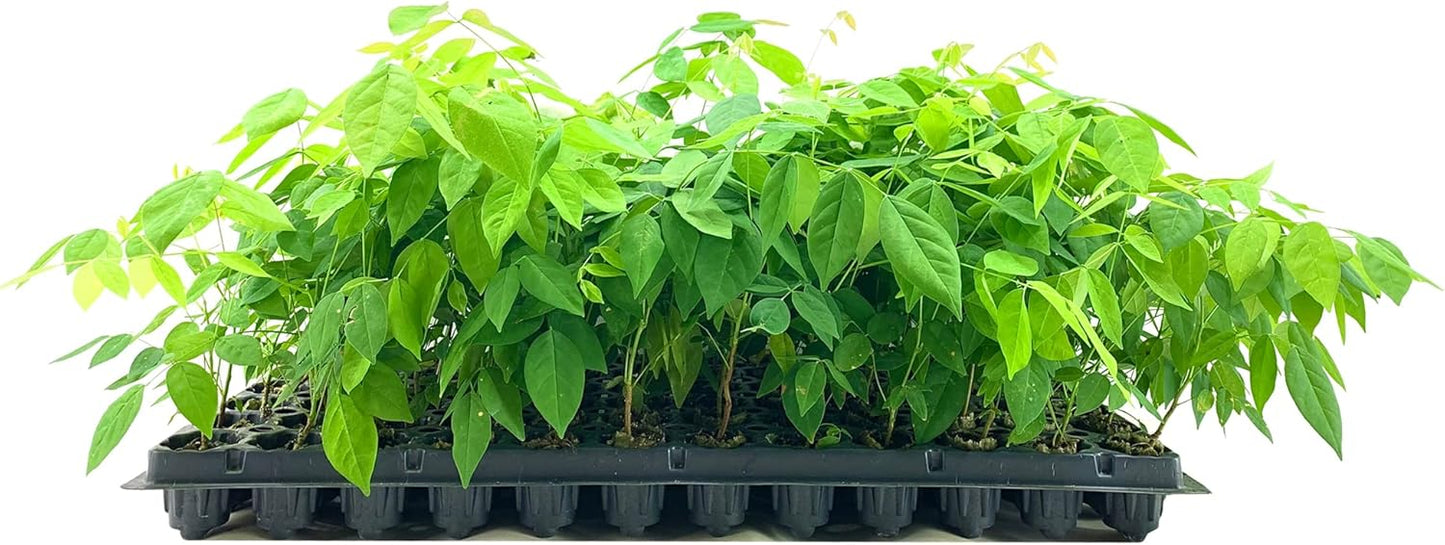 Amethyst Falls Wisteria Frutescens Vine | 10 Live Plants | Beautiful Drought Tolerant Fragrant Purple Flowering Vine