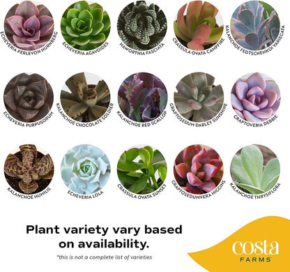 Costa Farms Succulent Plants (Pack of 3), Live Indoor Plant Mini Succulent in Cute Decor Plant Pot, Potting Soil Mix, Grower's Choice, Housewarming Gift, Room Decor, 2-Inches Tall