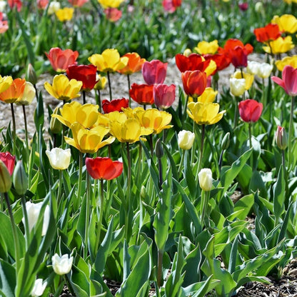 Peony-Style Double Bloom Tulips-10 Bulbs–Red, Pink, White, Yellow & Orange Premium Flowers | Late Blooming Spring Perennials for Gardens & Containers – Zones 3–8 (10 Colorful Mixed Tulip Collection)