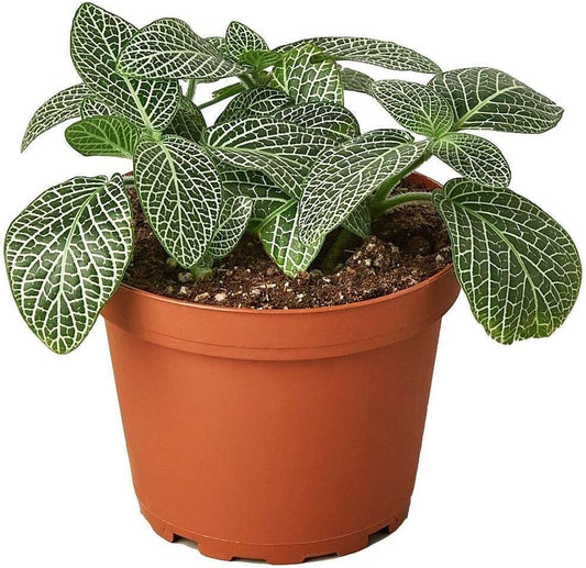 Fittonia White Live Plant for Indoor | Different Houseplants in 3'' Pot | Real House Plant for Living Room, Office, Desk & Bathroom | Nerve Plant | Fittonia albivenis