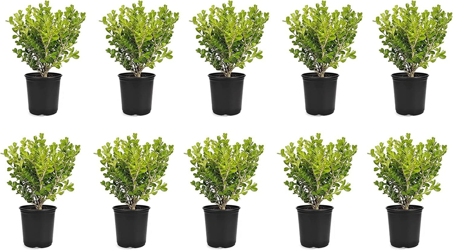Japanese Boxwood | 10 Live 4 Inch Pots | Buxus Microphylla | Formal Evergreen Low Maintenance Hedge