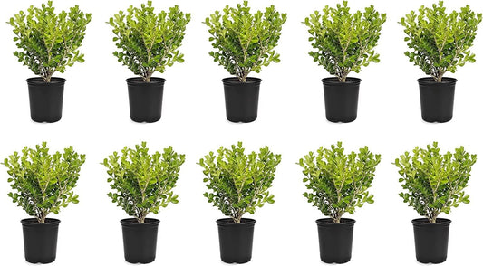 Japanese Boxwood | 10 Live 4 Inch Pots | Buxus Microphylla | Formal Evergreen Low Maintenance Hedge