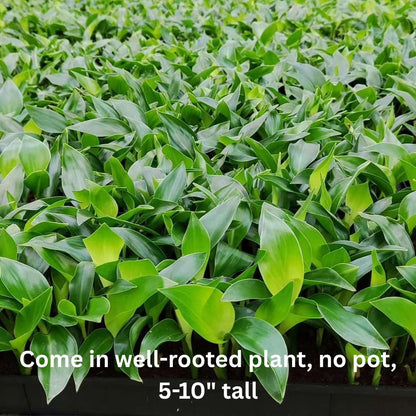 White Bird of Paradise Plant Live Houseplant, 5-12 Inch Tall, Ornamental Strelitzia Reginae Live Plant for Indoor Outdoor