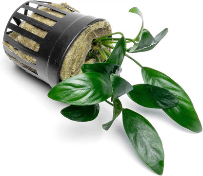 SubstrateSource Anubias Live Aquarium Plants - Potted Freshwater Plant for Fish Tanks, Terrariums - Beginner Friendly Low Light (Congensis Mini, 1 Pot)