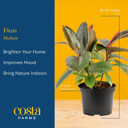 Costa Farms Ficus Audrey Live Plant in Decorative Pot, Indoor Houseplant, Perfect for Home, Room, or Office Decor, Great House Warming or Birthday Gift, 12-18 Inches Tall