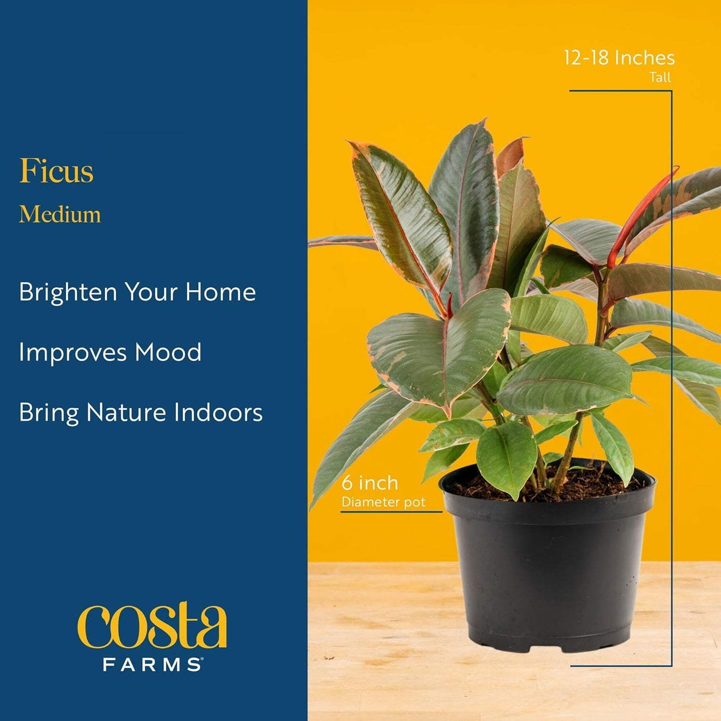 Costa Farms Ficus Live Plants in Decorative Pot, Indoor Houseplant, Assorted Variety, Perfect for Home, Room, or Office Decor, Great House Warming or Birthday Gift, 12-18 Inches Tall, Pack of 2