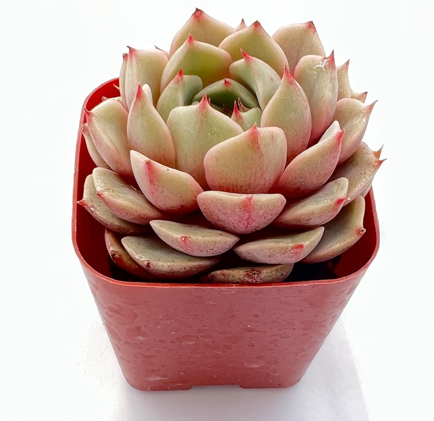 Sprout N Green Echeveria Ben Badis, 1 Live Mini Succulent Plant Fully Rooted in 2 inch Starter Pot, Real House for Indoor Outdoor Home Office Wedding Decoration Party Favor