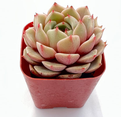 Sprout N Green Echeveria Ben Badis, 1 Live Mini Succulent Plant Fully Rooted in 2 inch Starter Pot, Real House for Indoor Outdoor Home Office Wedding Decoration Party Favor
