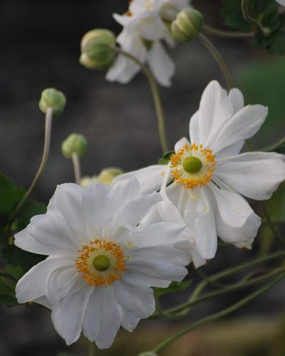 Perennial Farm Anemone x Hybrida 'Whirlwind' – Live Windflower in #1 Container, Semi-Double White Blooms, Long Blooming, Deer Resistant, Great for Borders, Shade Gardens & Pollinator Habitats