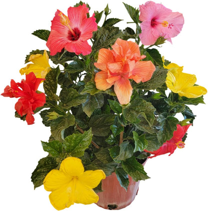 Tropical Plants of Florida Live Hibiscus Bush – Mystery Multi-Color Flowering Shrub in 3 Gallon Pot, 24 to 28” Tall – 2 to 3 Mixed Bloom Colors, Outdoor Tropical Garden Plant