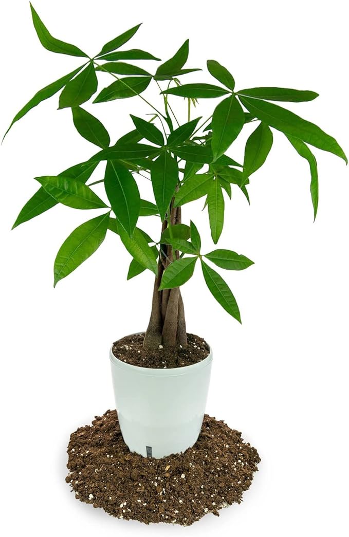 Give Your Mandarin Trees The Best Growing Environment - Gardenera Premium Potting Soil for Bountiful Harvests - 2 Quart