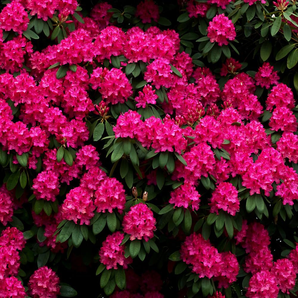 Rhododendrons Plant Live, Dark Pink Rhododendron Shrub, Large Flowering Tree 1 Gallon Potted for Gardening